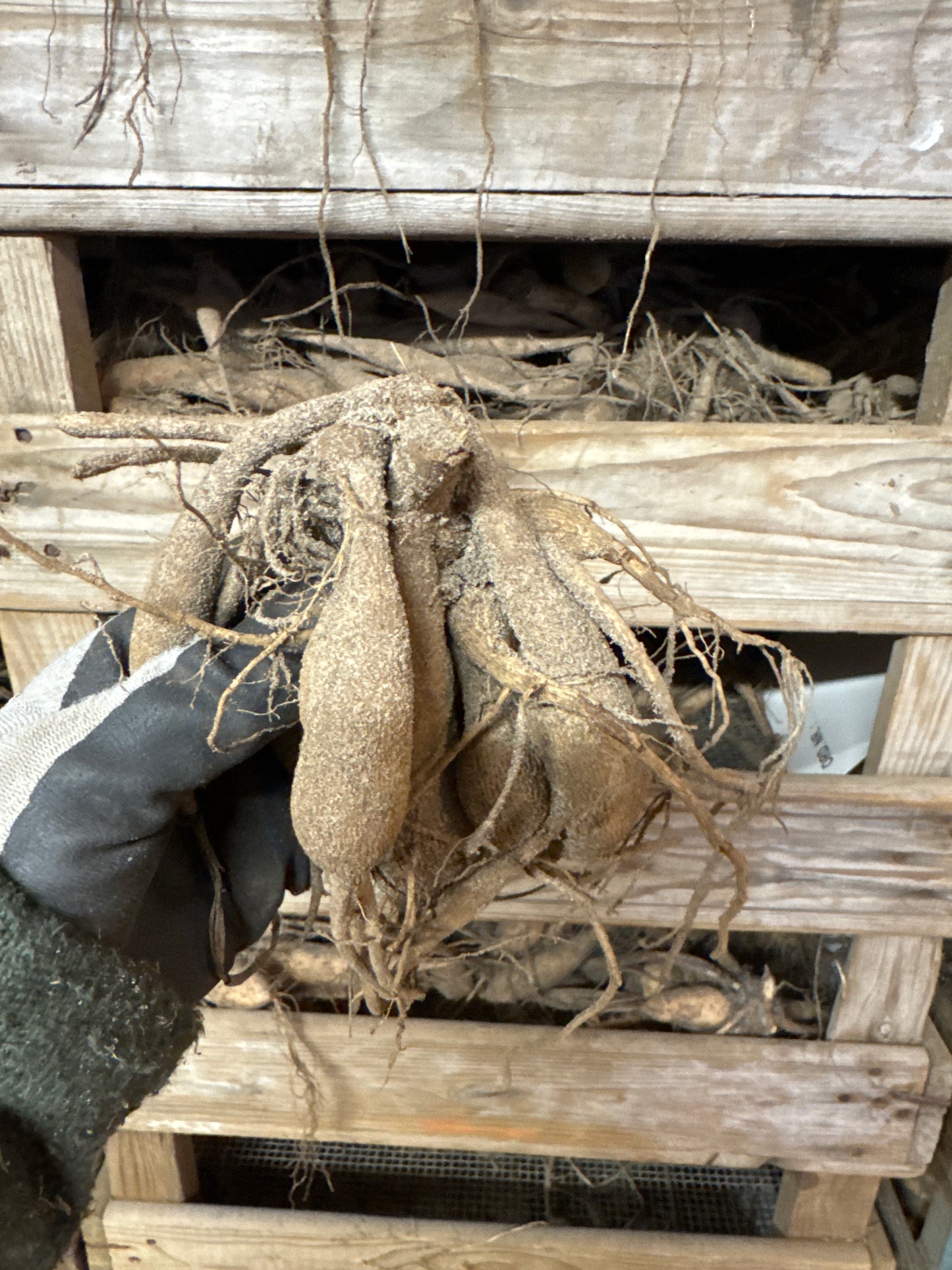 Dahlia Hollyhill Black Beauty