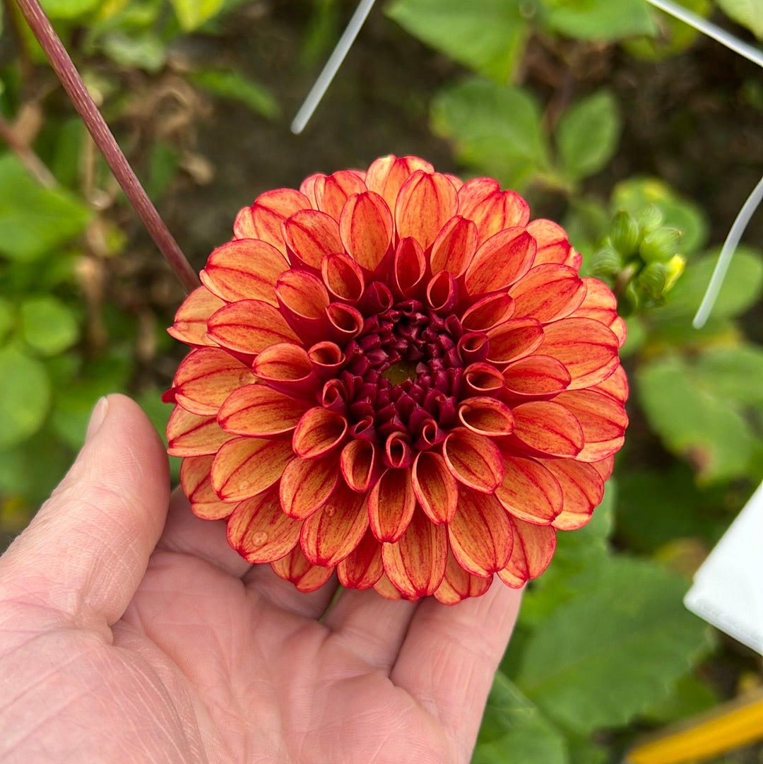 Dahlia High Fidelity