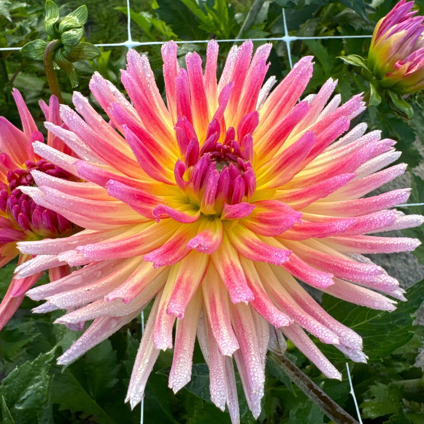 Dahlia Karma Sangria Nyhet!