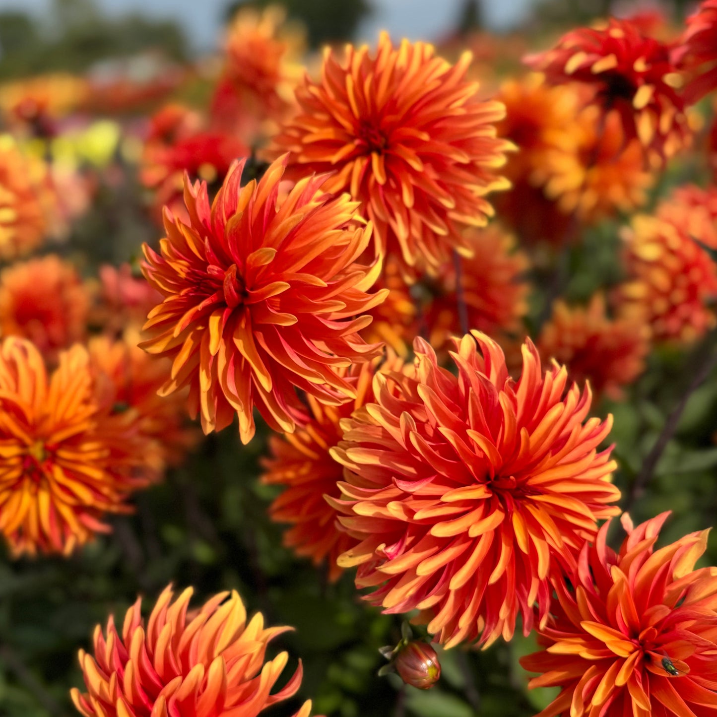 Dahlia Dorito Nyhet!