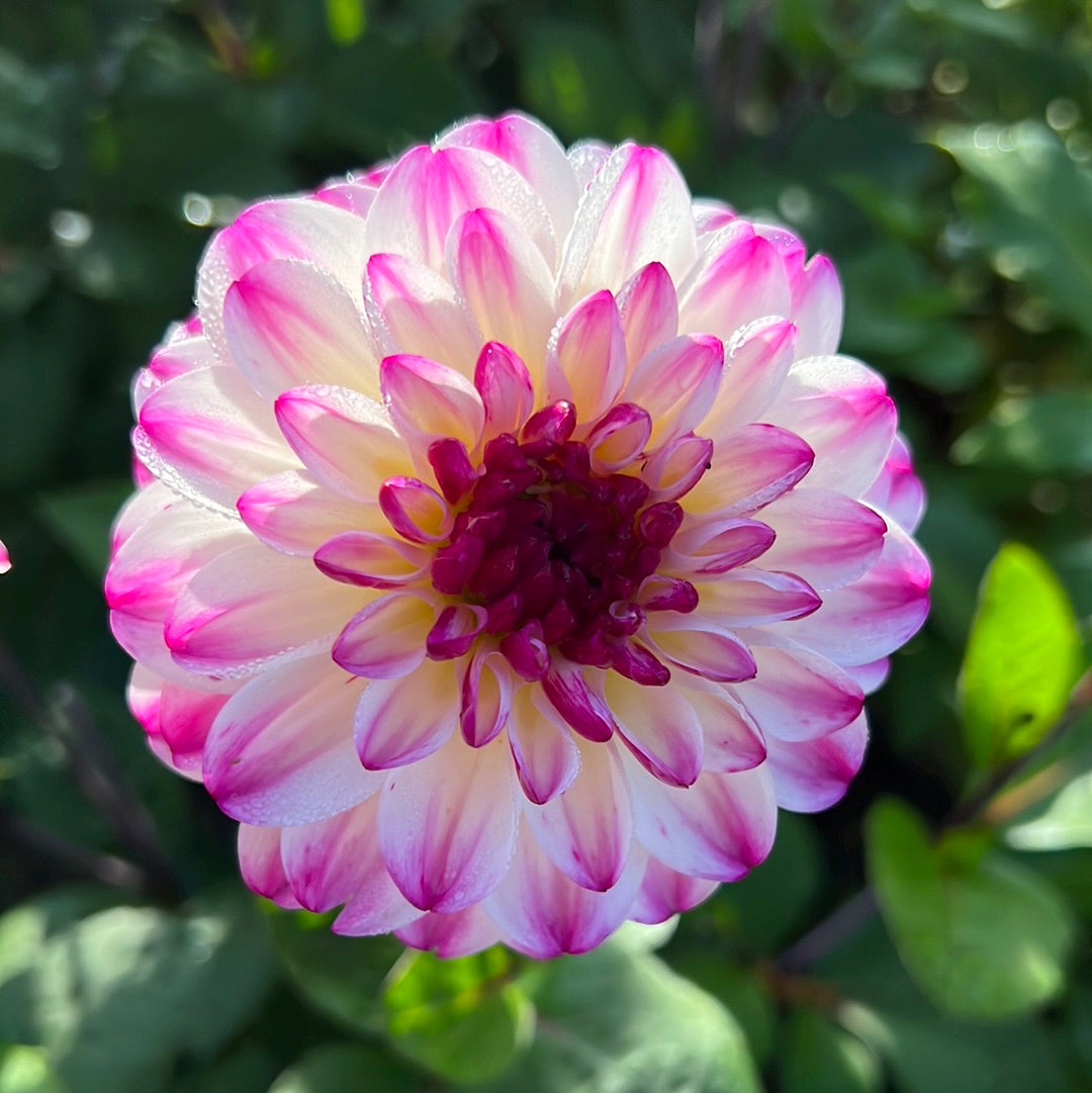Dahlia Nina´s Choice Nyhet!