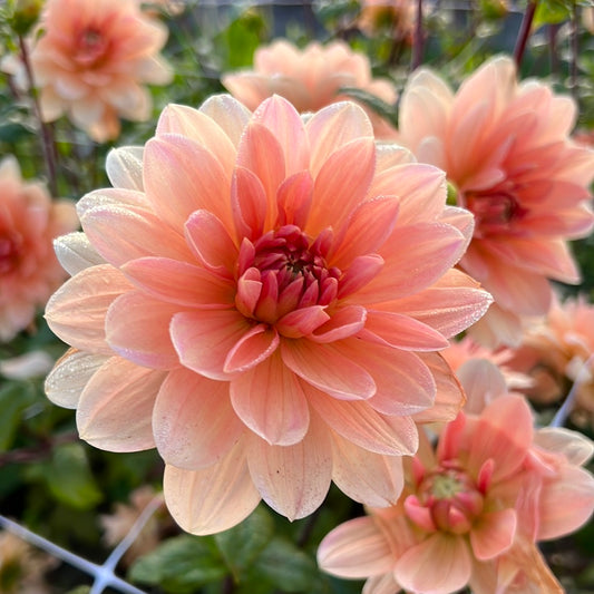 Dahlia Apricot Desirée