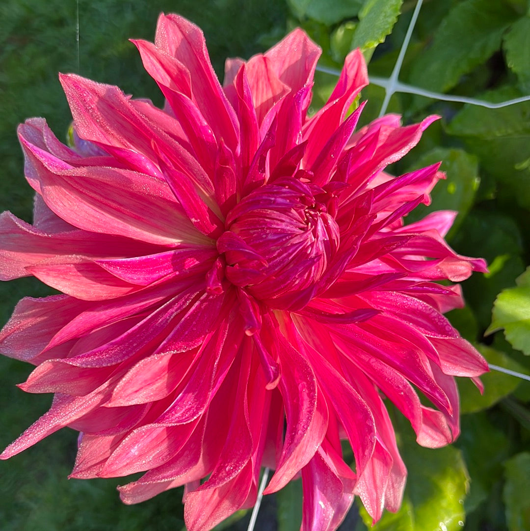 Dahlia Penhill Dark Monark