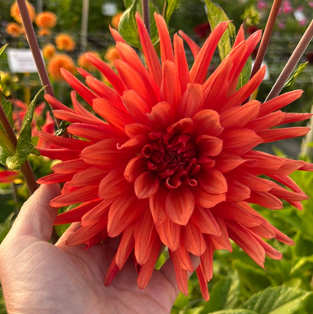 Dahlia Autumn Orange