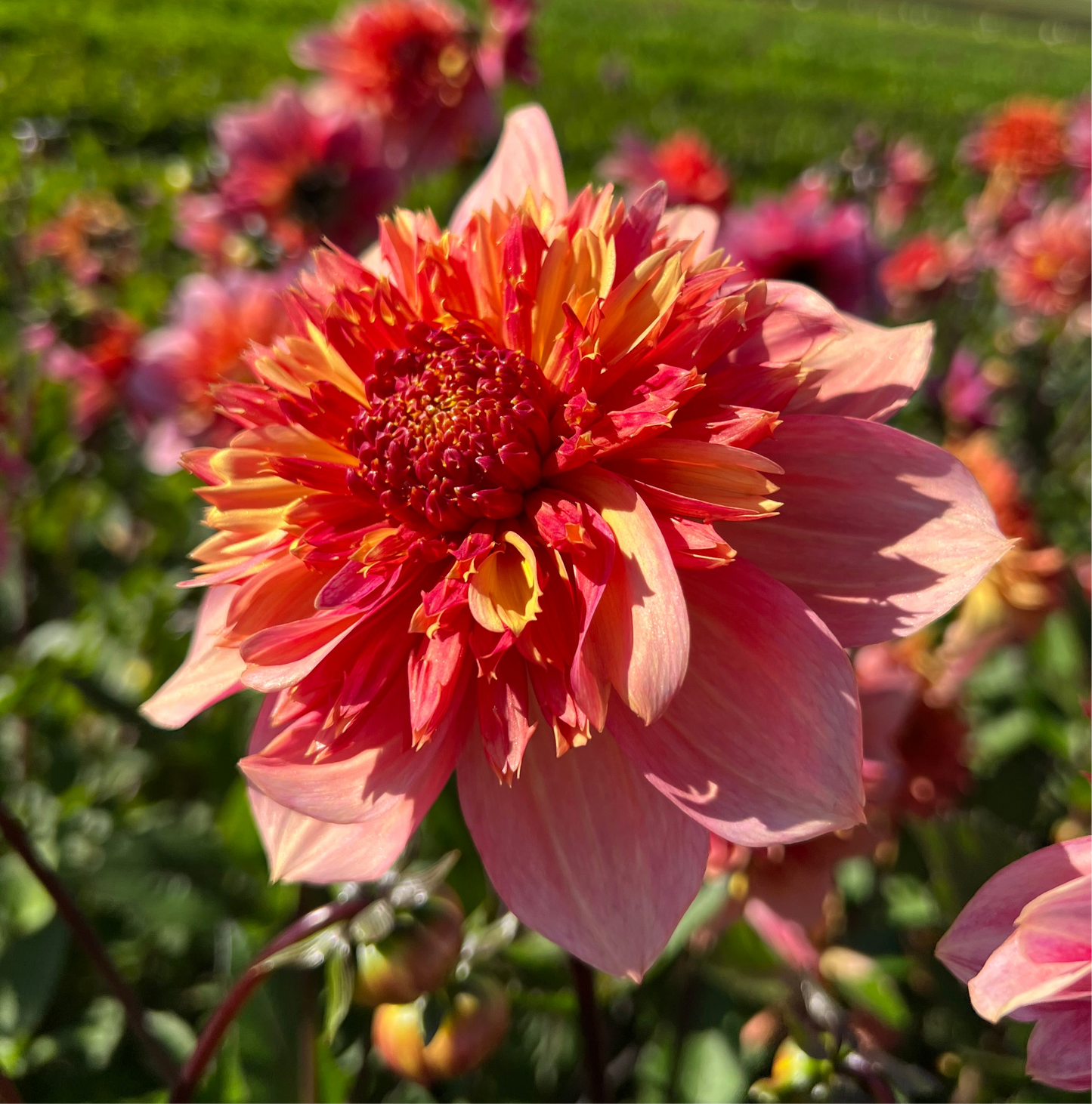 Dahlia Lava Glow Nyhet! Exclusive!