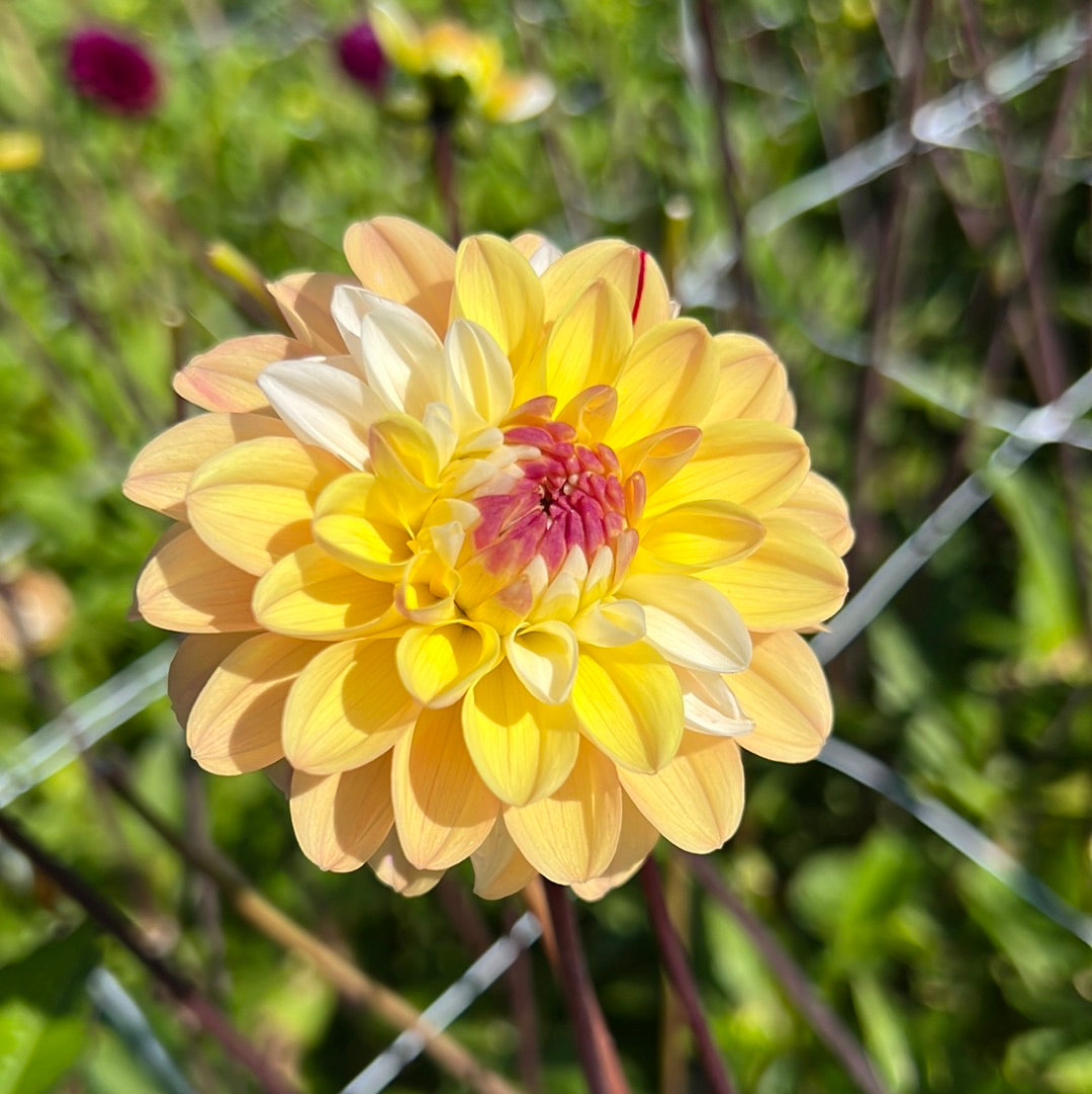 Dahlia Double Jill