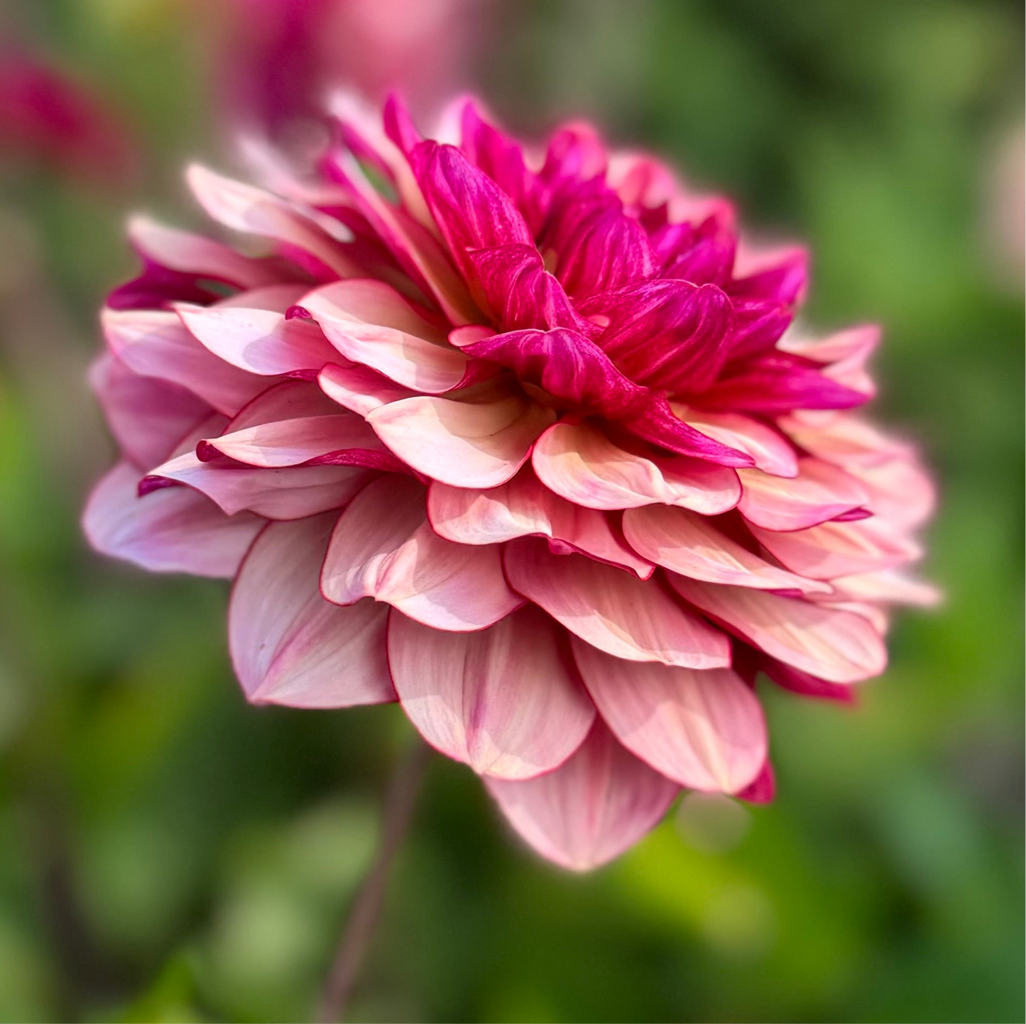 Dahlia Creme de Jowie Nyhet! Exclusive!
