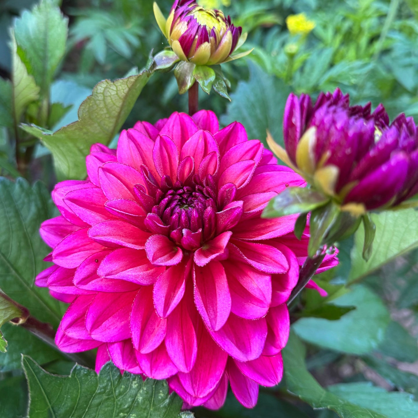 Dahlia LB-040 Tickety-boo