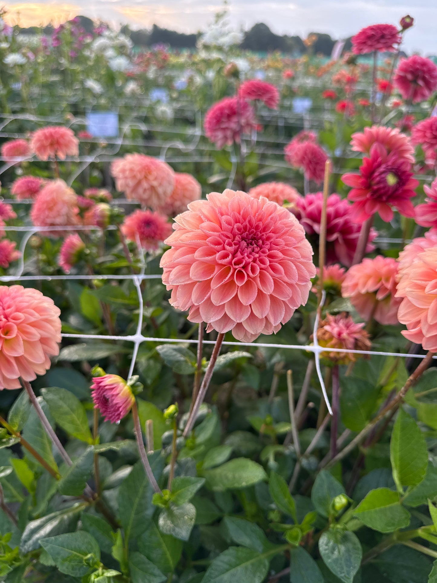 Dahlia Sebastian
