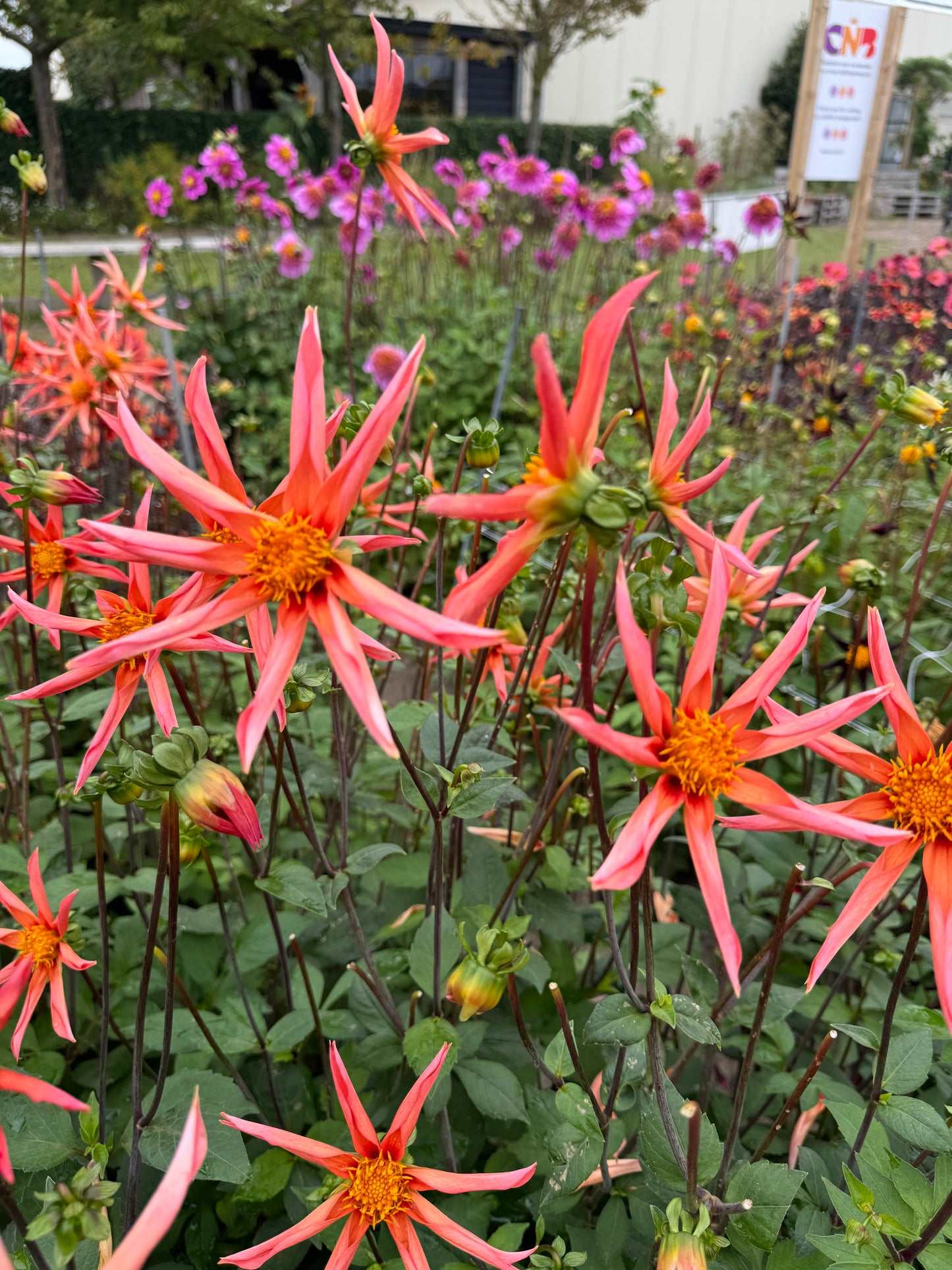 Dahlia Honka Orange
