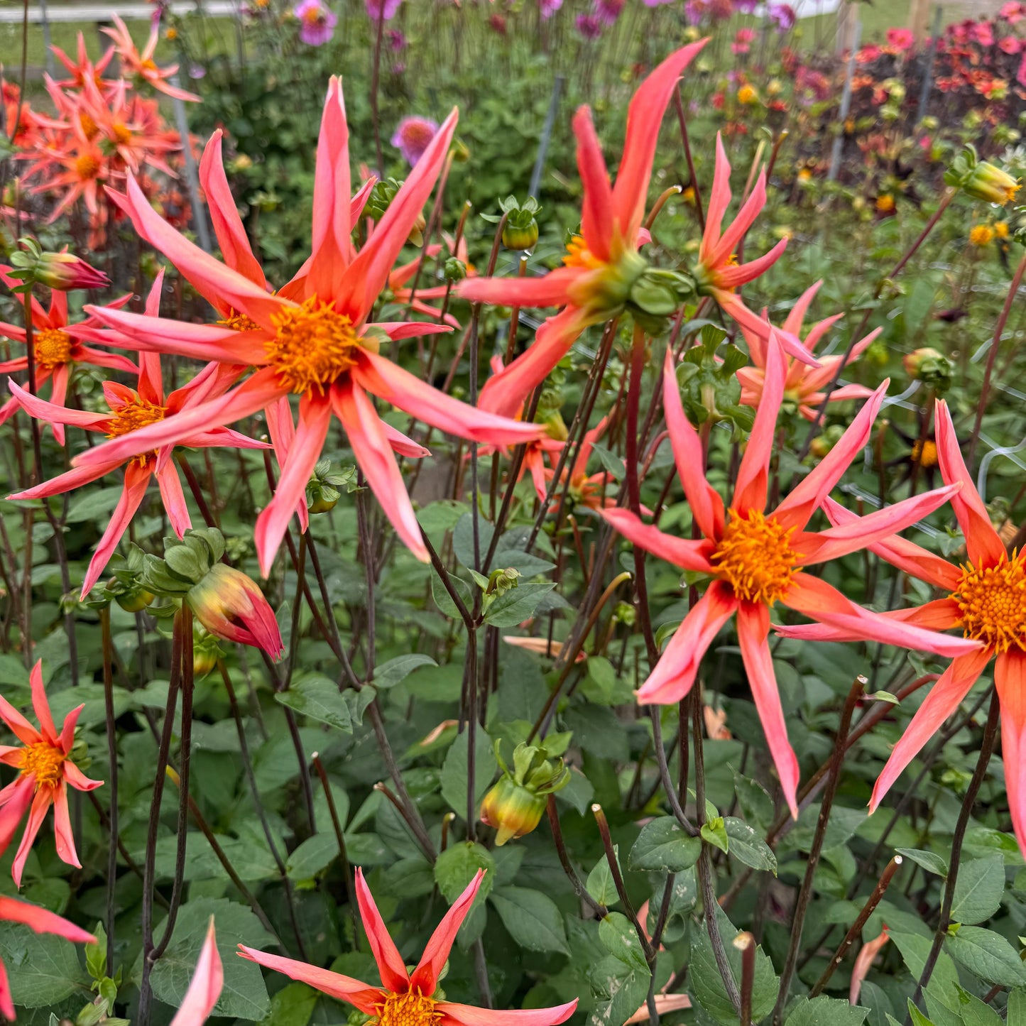 Dahlia Honka Orange