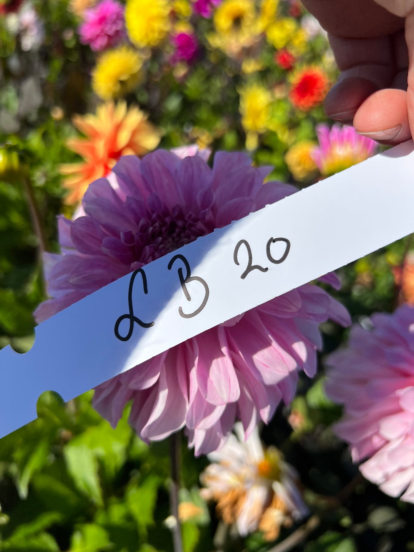 Dahlia Pydde Page LB-020