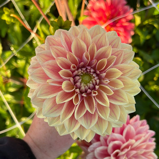 Dahlia Dusty Beauty Exclucive!