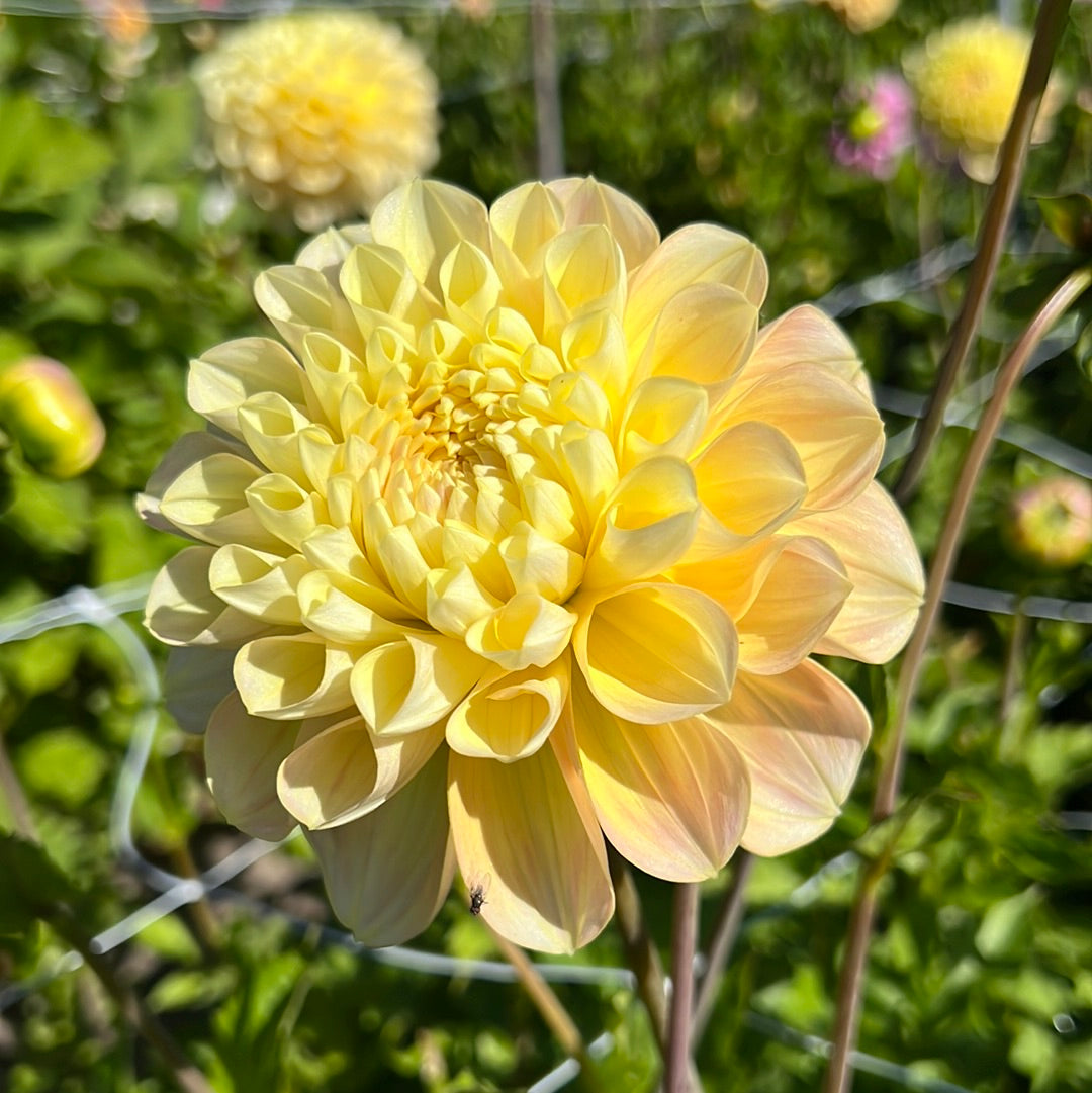 Dahlia Honey Dew Svenskodlad