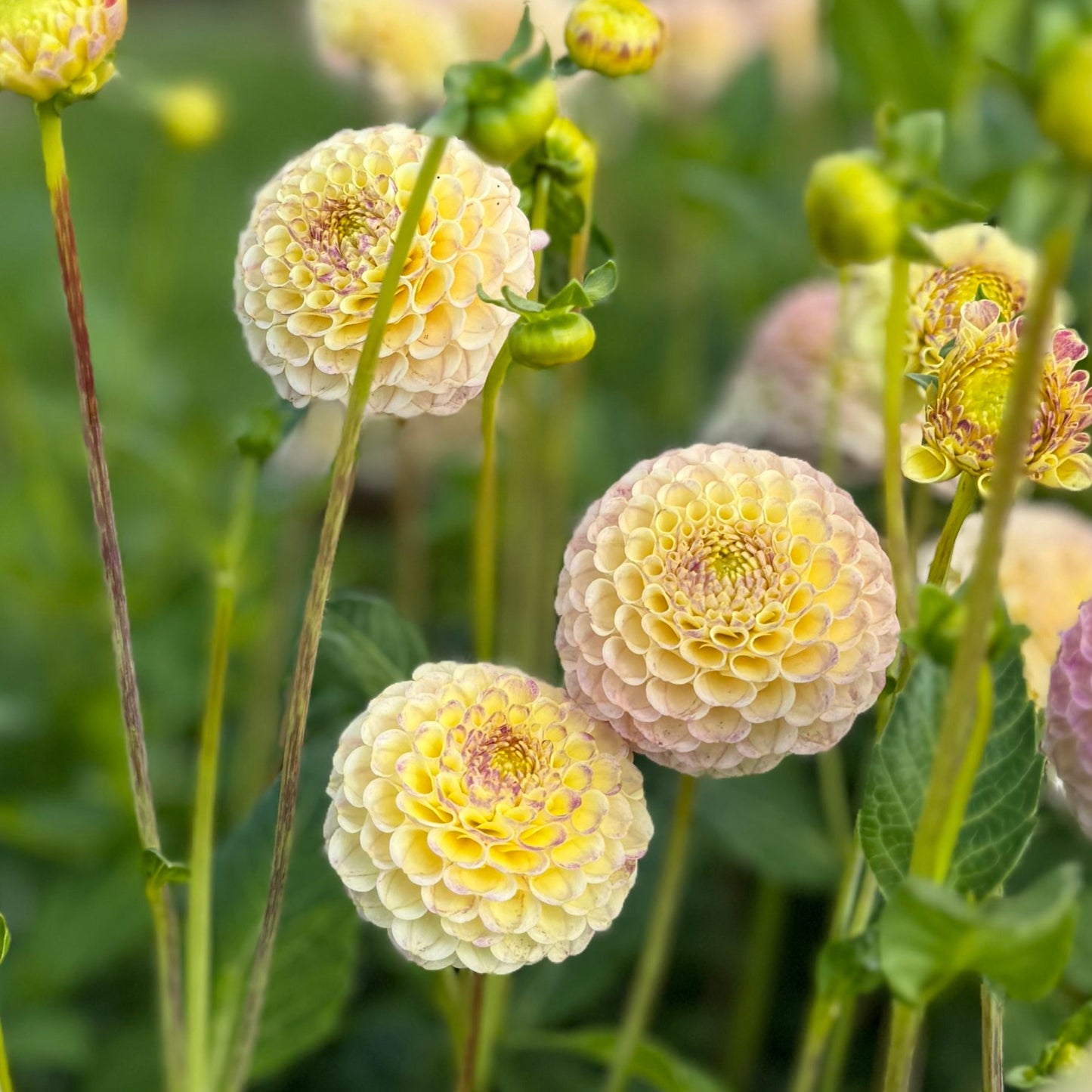Dahlia Hapet Combo Nyhet!