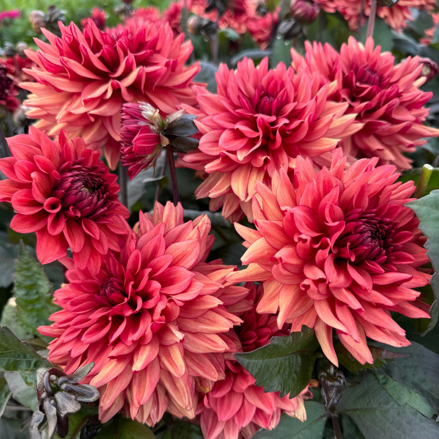 Dahlia Emmas Hug LB-104