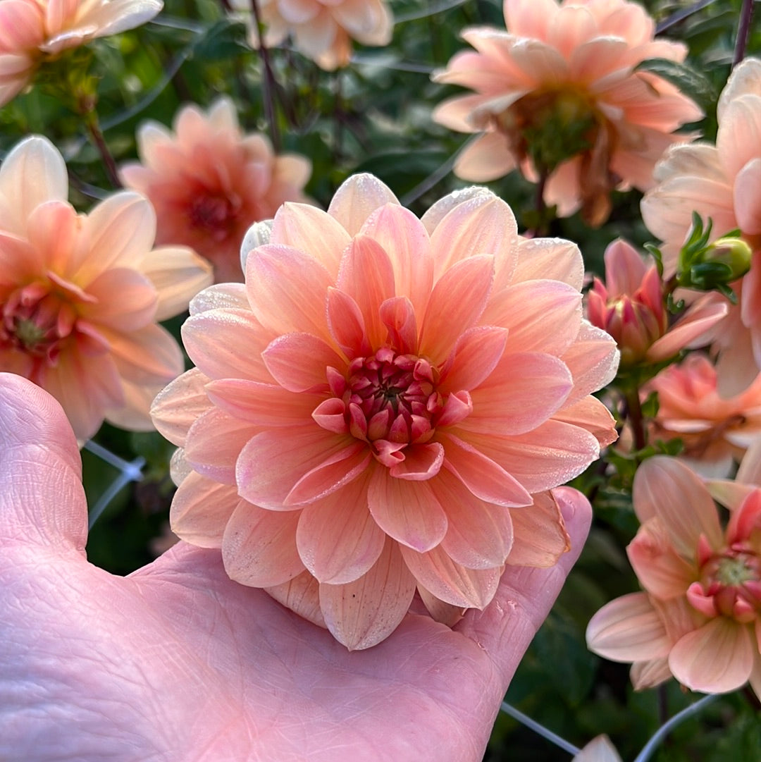 Dahlia Apricot Desirée Nyhet! Max 5st per kund