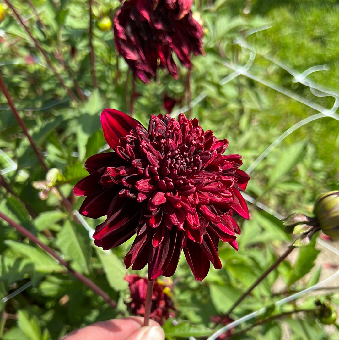 Dahlia Soulman