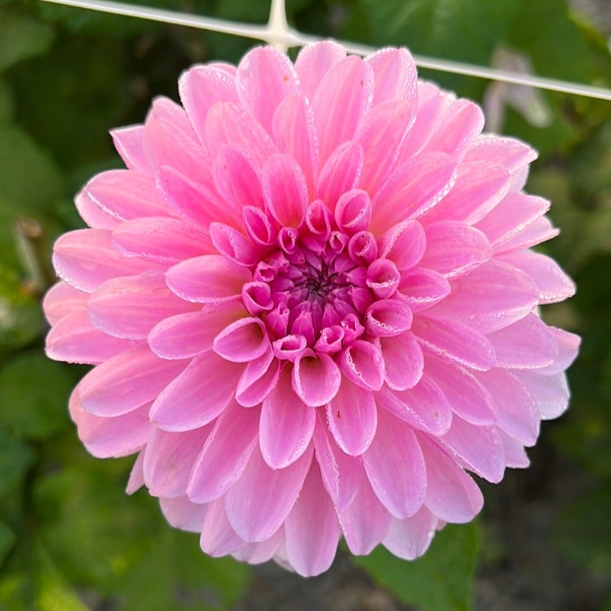 Dahlia Bazuin Lavender