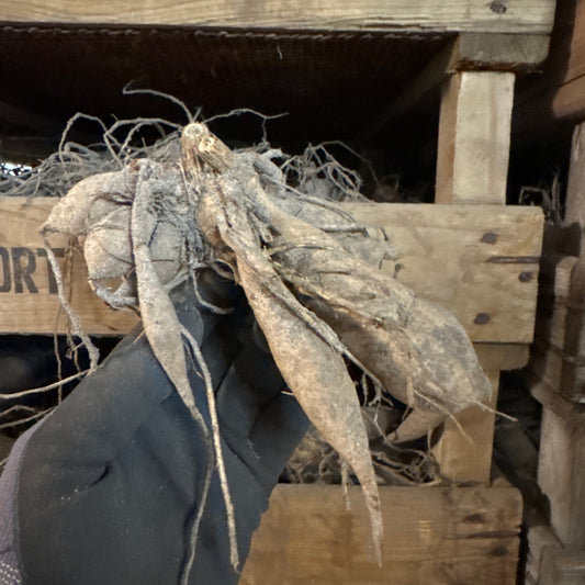 Dahlia All That Jazz