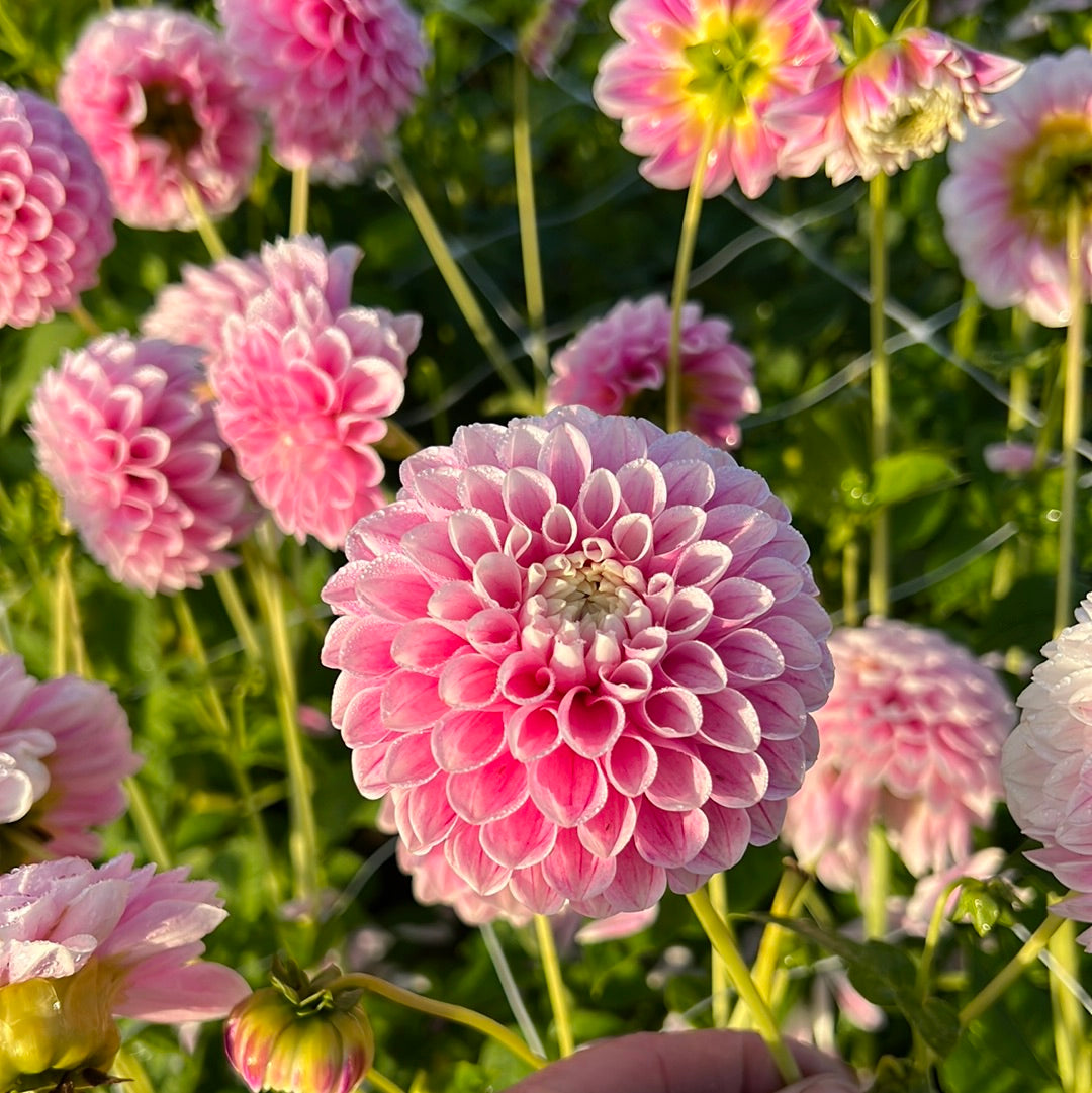 Dahlia Marshmellow Baby