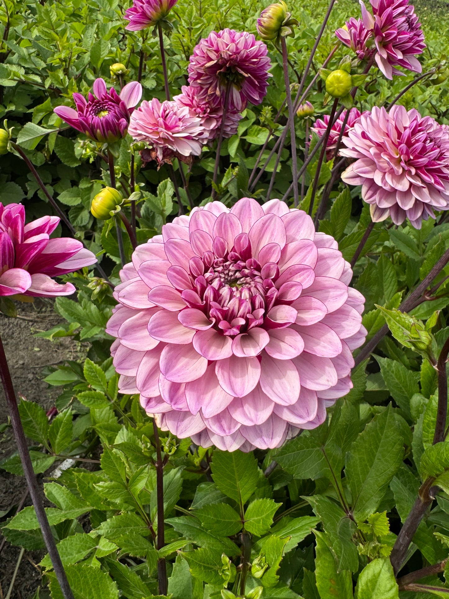 Dahlia LB-112
