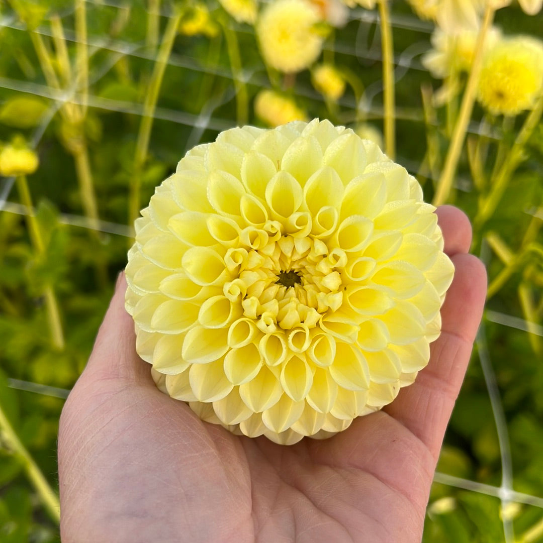 Dahlia Banana Baby