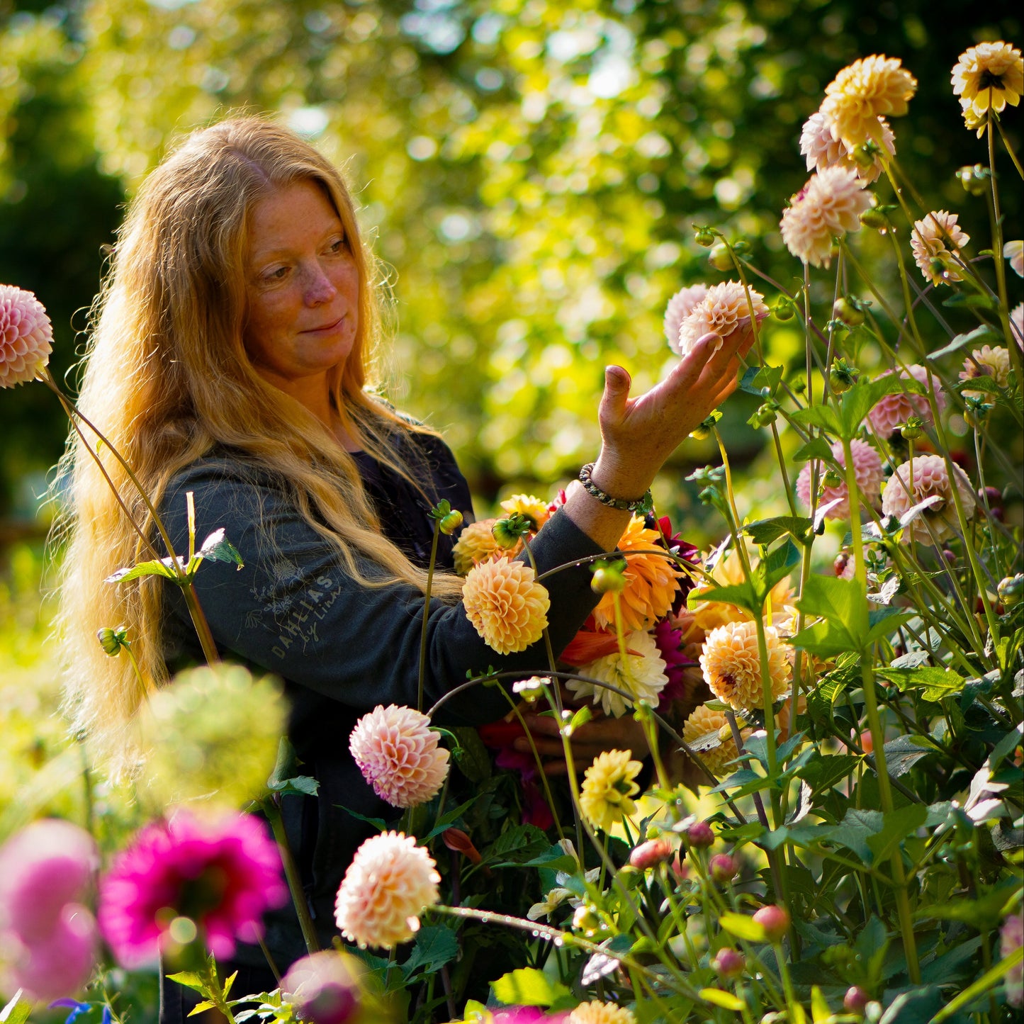 Dahlia Linn´s favoriter mix 10st knölar-suprise