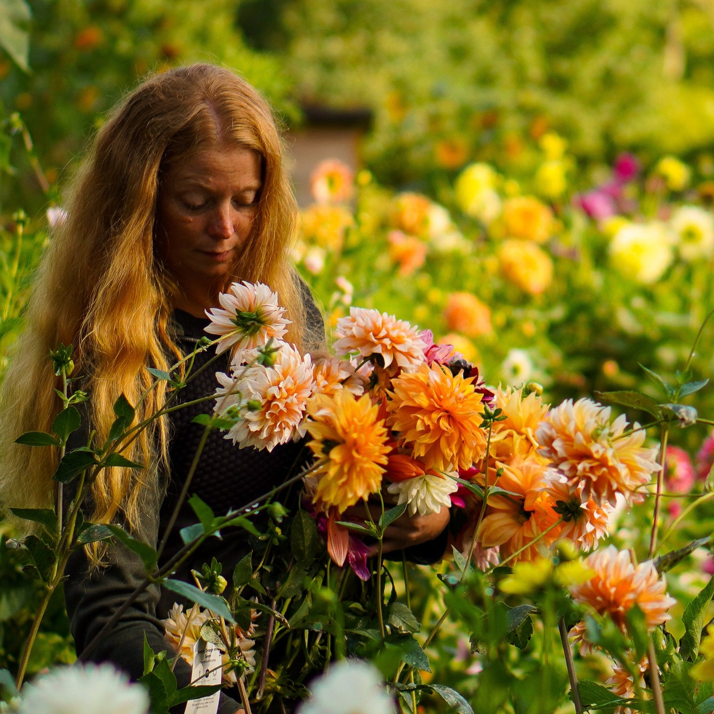 Dahlia SNITT mix 10st knölar