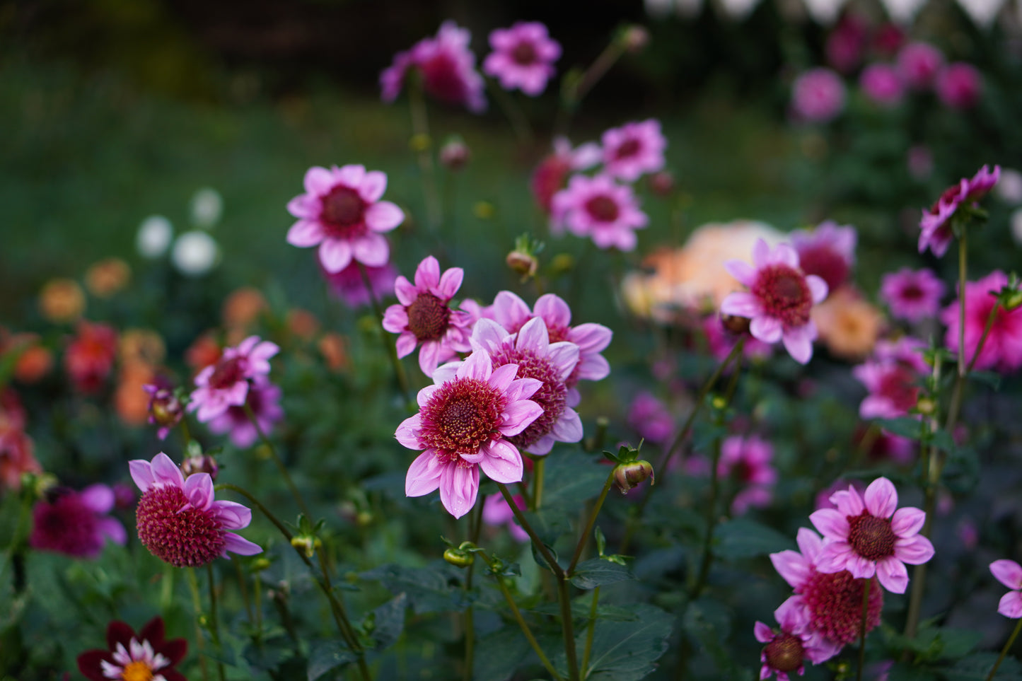 Dahlia Raspberry Puff Exclusive!