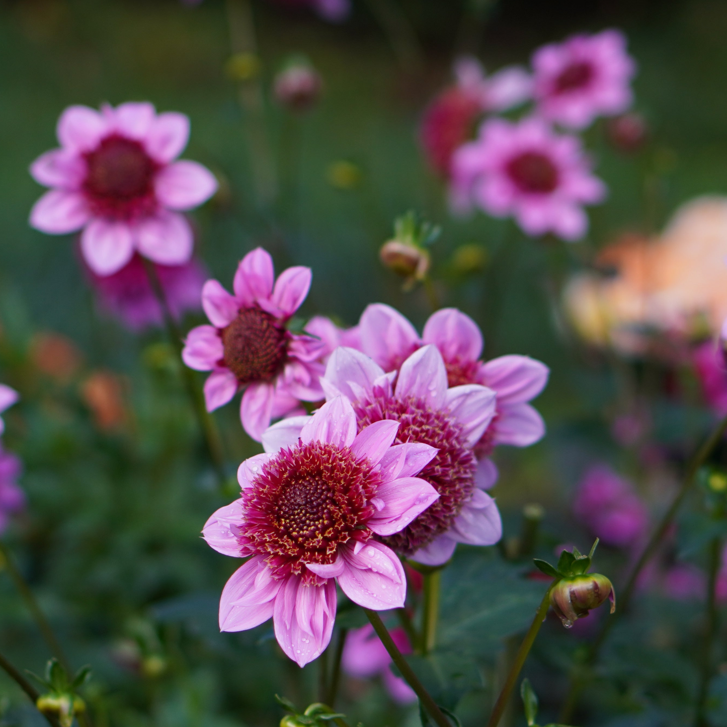 Dahlia Raspberry Puff Exclusive!