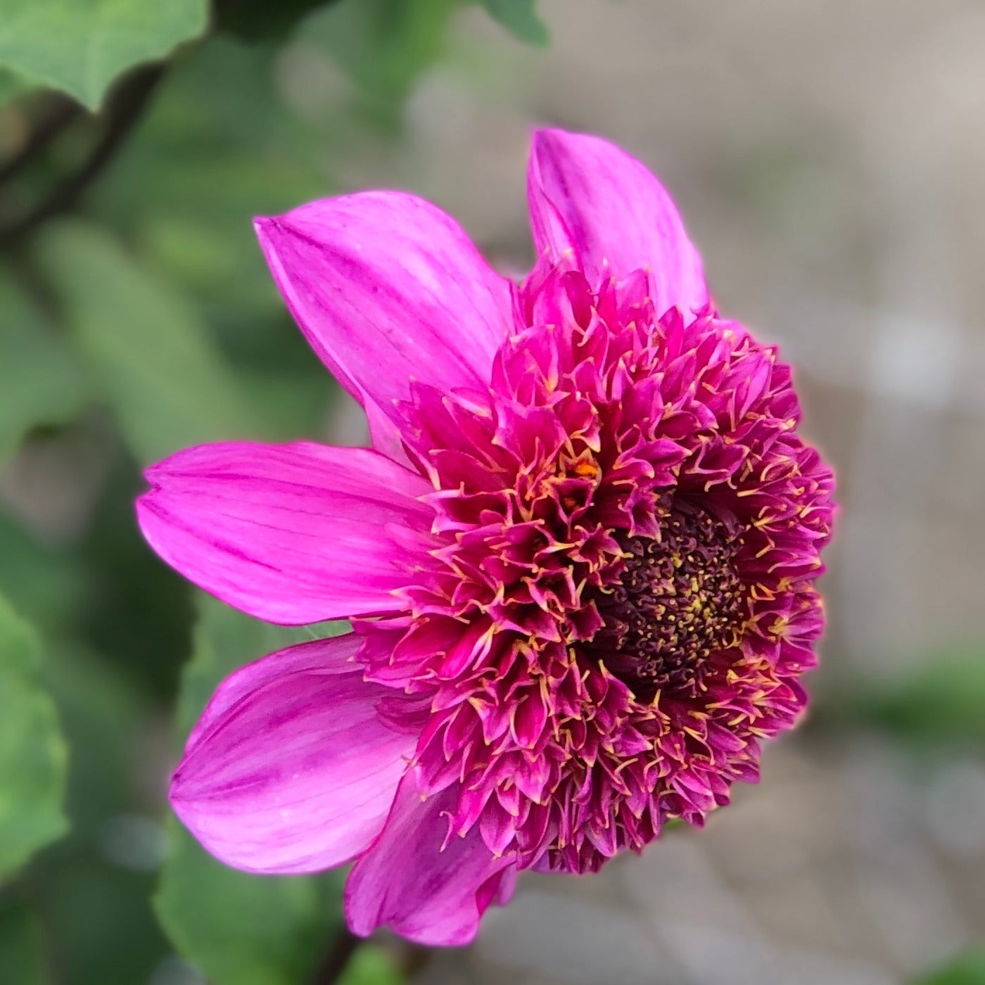 Dahlia Dad´s Favourite