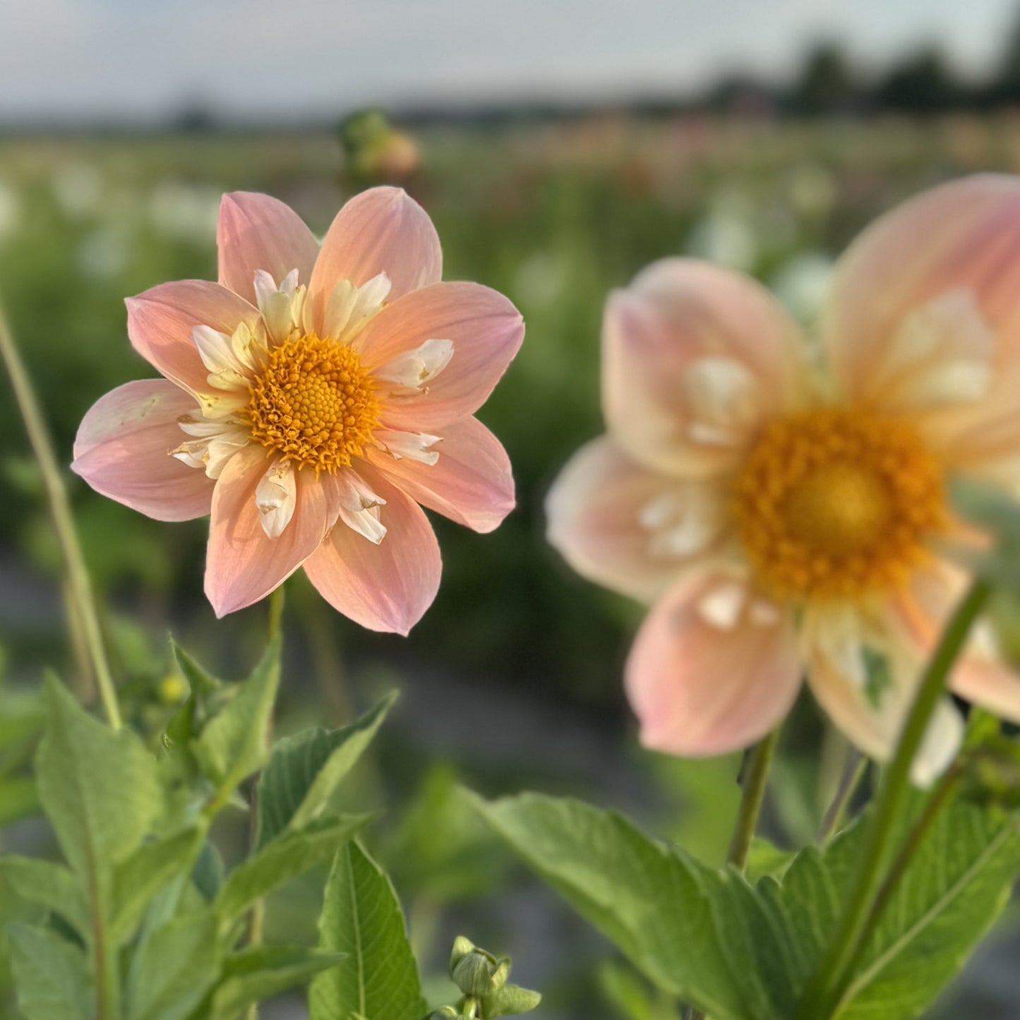 Dahlia FDM's SoJo Nyhet!