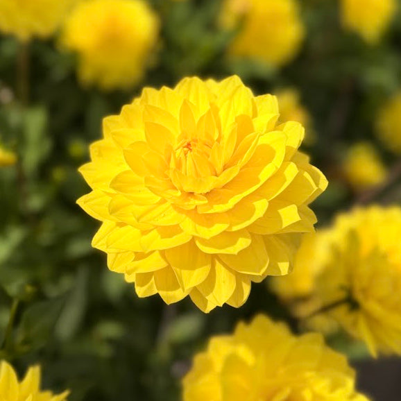 Dahlia American Sun