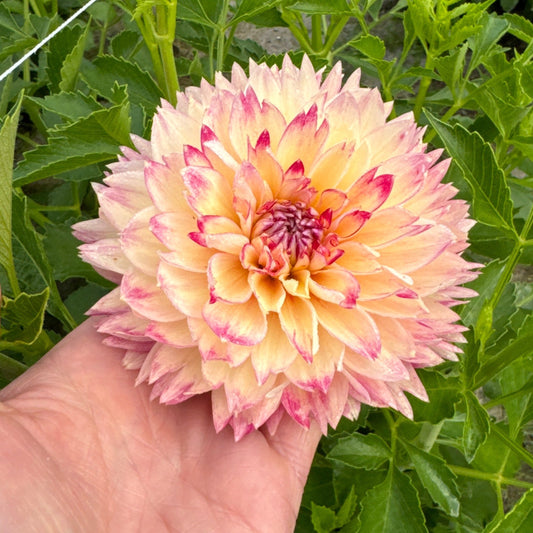 Dahlia Ariko Aphrodite