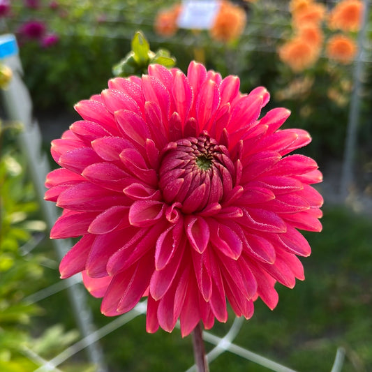 Dahlia Askwith Minnie