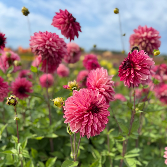Dahlia Bacardi