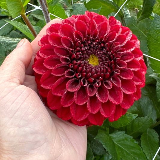 Dahlia Bizon Red