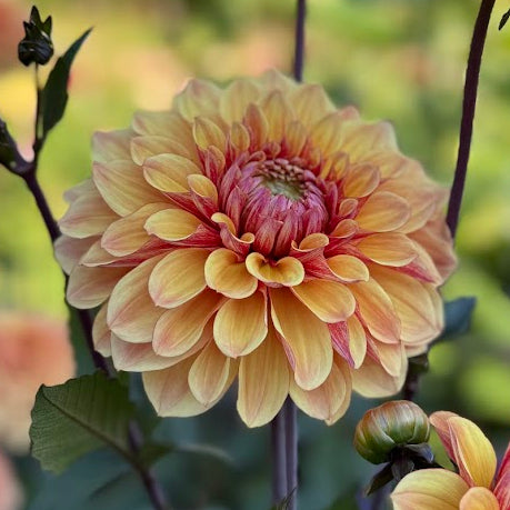 Dahlia Breaking Dawn
