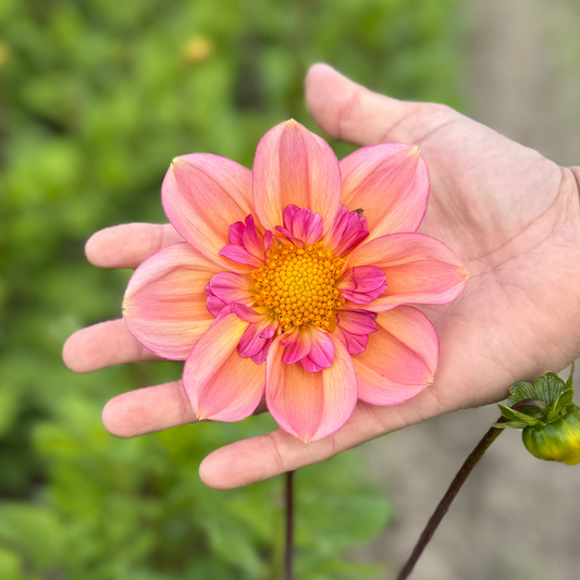 Dahlia Campus Nature Métier
