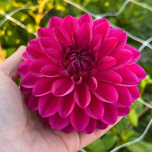 Dahlia Candy Time