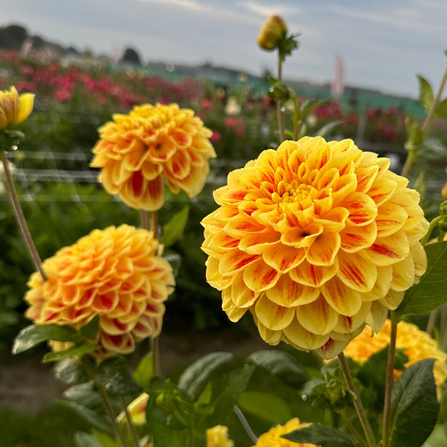 Dahlia Cape Town