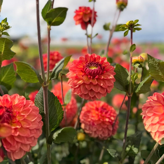 Dahlia Chapeau Bas