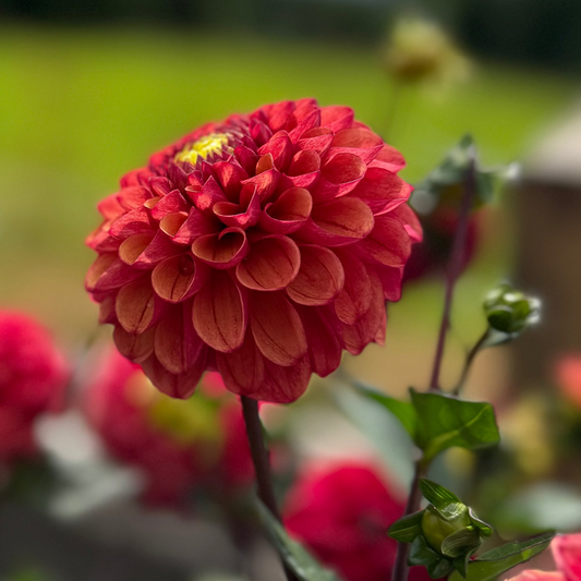 Dahlia Chestnut