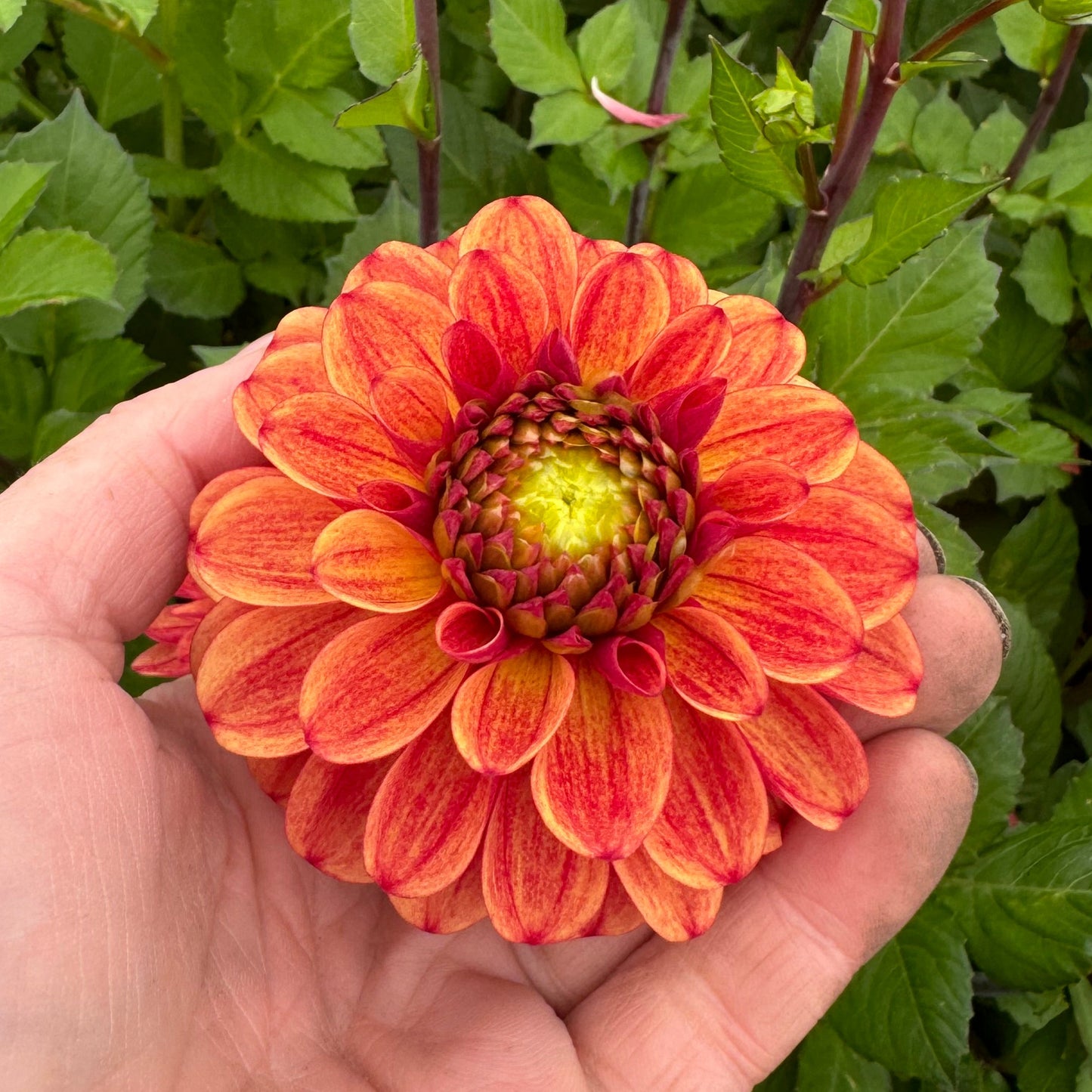 Dahlia Chestnut