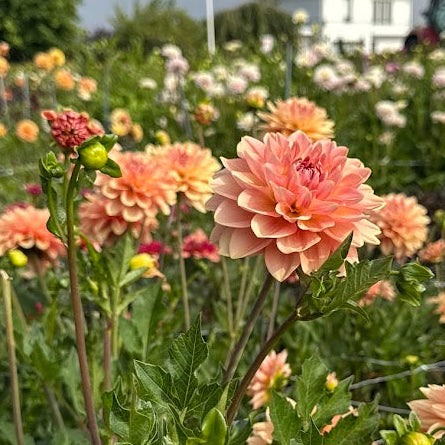 Dahlia Dolce Eva Nyhet!