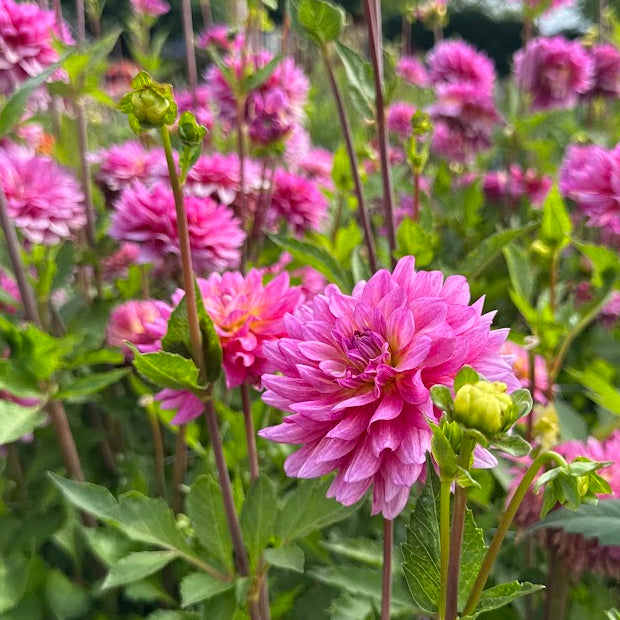 Dahlia Dutch Silence Nyhet!