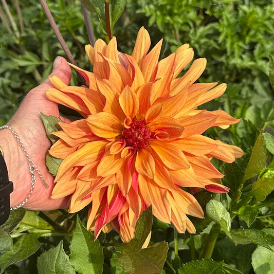 Dahlia French Cancan