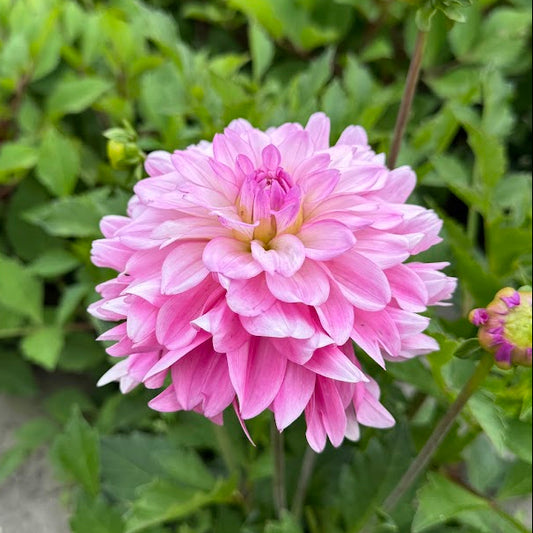 Dahlia Garden Sensation Nyhet!