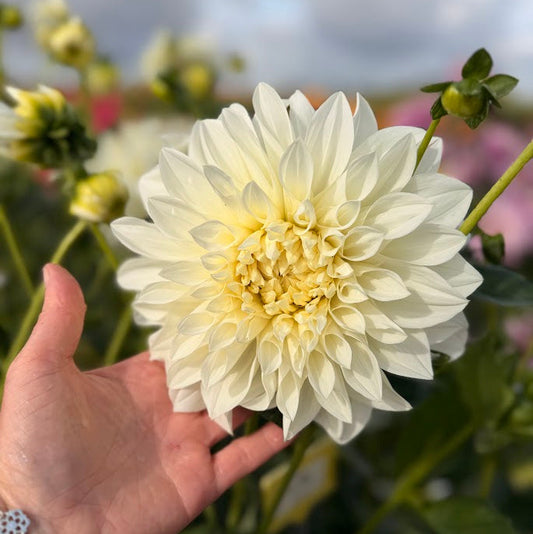 Dahlia Lady Liberty Nyhet!